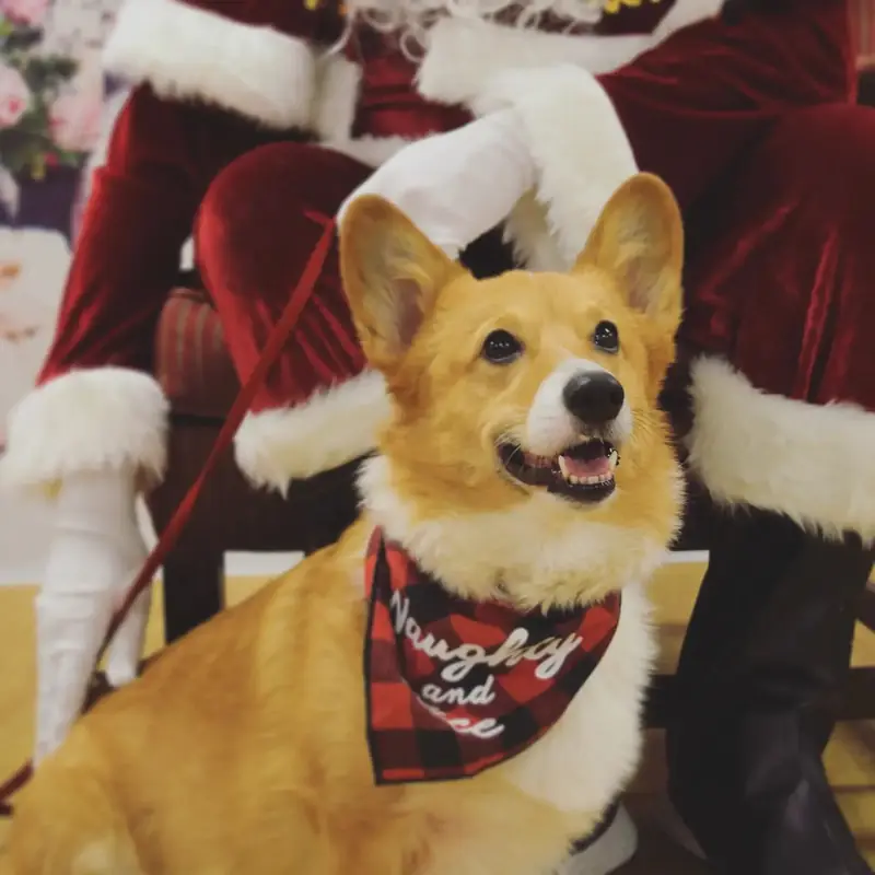 A corgi in a plaid bandana sitting on a lap in a red suit