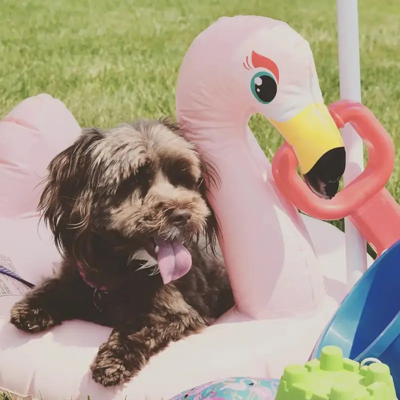A brown doodle lying on a pink flamingo pool float on the grass