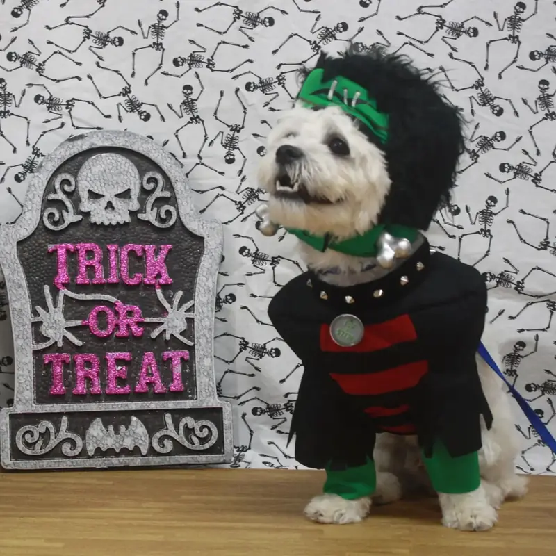 A small white dog dressed as Frankenstein beside a Trick or Treat sign