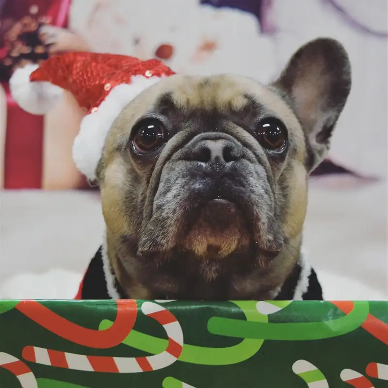 A French bulldog in a red Santa hat looking straight at the camera