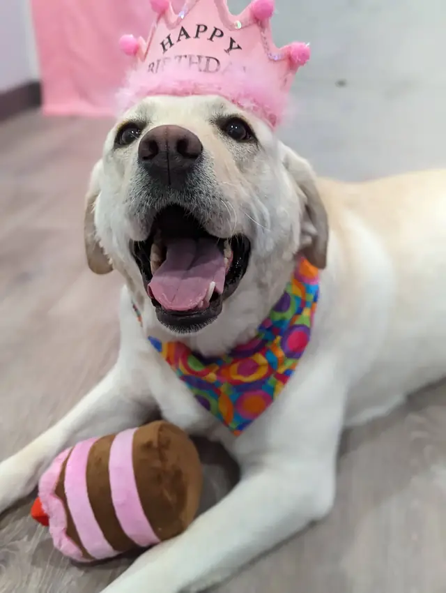 A yellow lab in a pink birthday crown and rainbow bandana