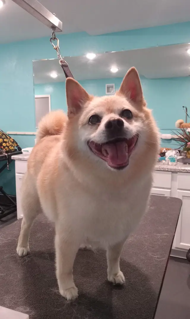 A smiling spitz standing on the grooming table in the teal salon