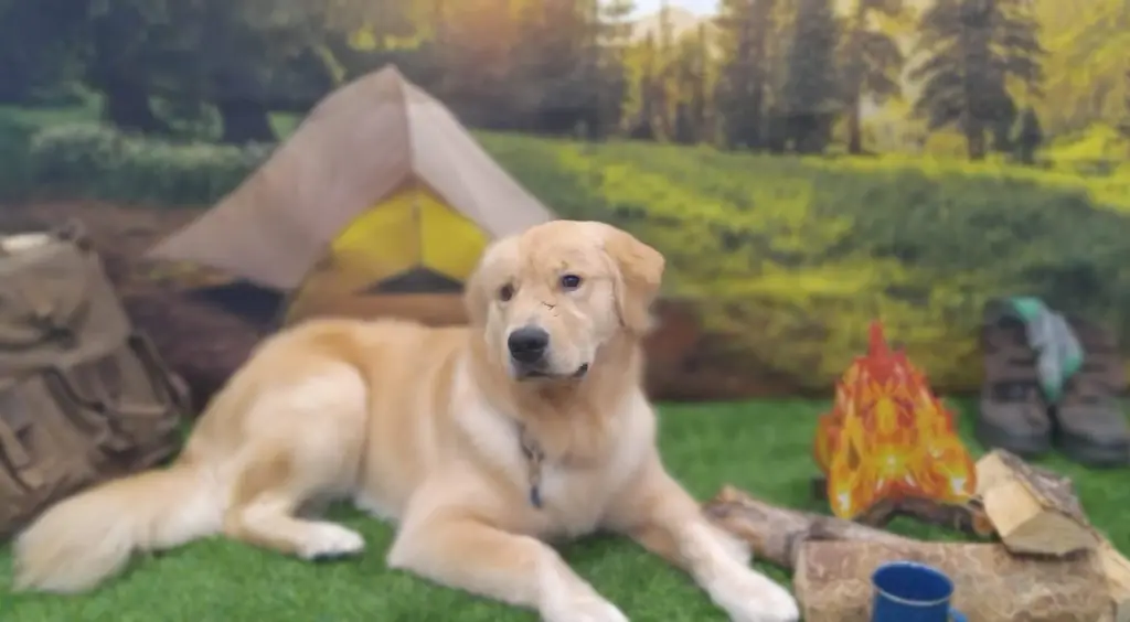 A golden retriever lying in front of a camping tent backdrop