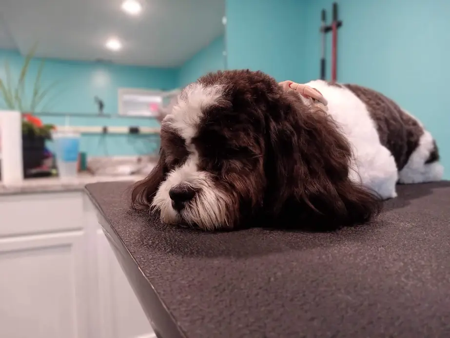 A shaggy brown and white dog resting on the grooming table in the teal salon