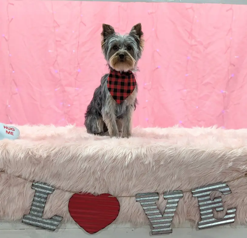 A yorkie in a plaid bandana on a pink LOVE backdrop