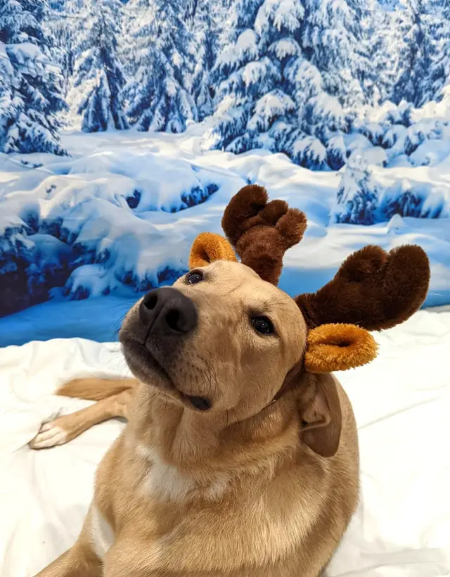 A dog wearing reindeer antlers in front of a snowy forest backdrop