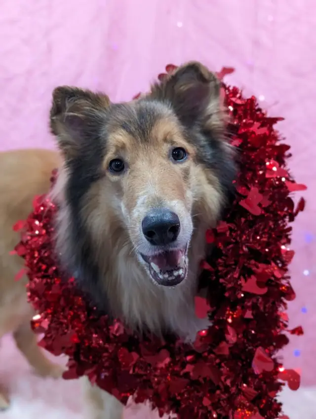 A collie wrapped in red tinsel on a pink backdrop